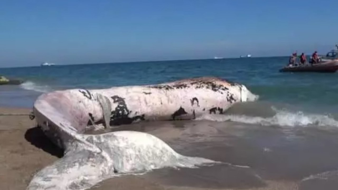 Foto - Leşini gömüldüğü yerden çıkartacaklar! Boyu gündem olmuştu!