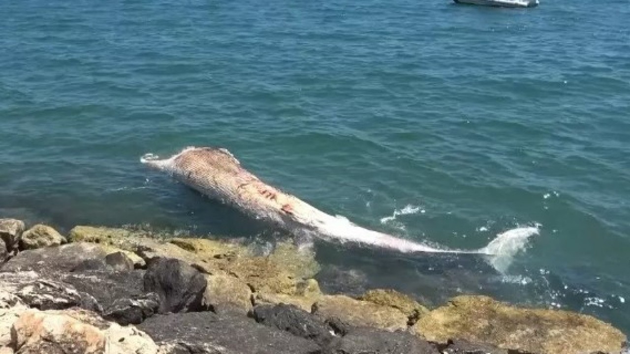 Foto - Leşini gömüldüğü yerden çıkartacaklar! Boyu gündem olmuştu!