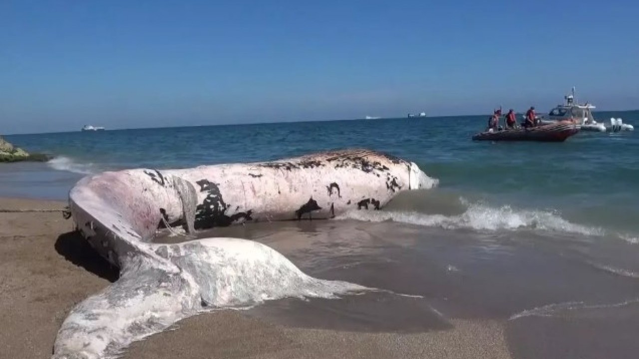 Foto - Leşini gömüldüğü yerden çıkartacaklar! Boyu gündem olmuştu!
