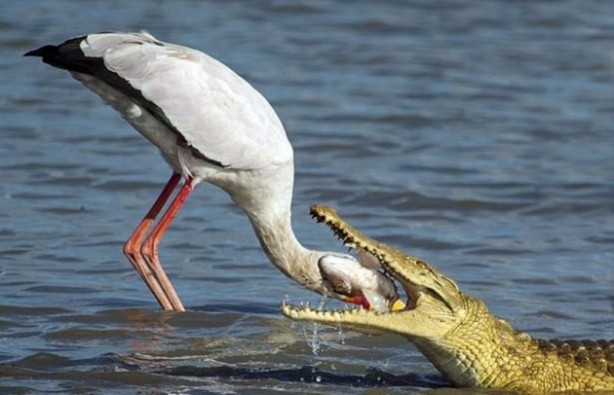 Foto - Leyleğin inanılmaz cesareti