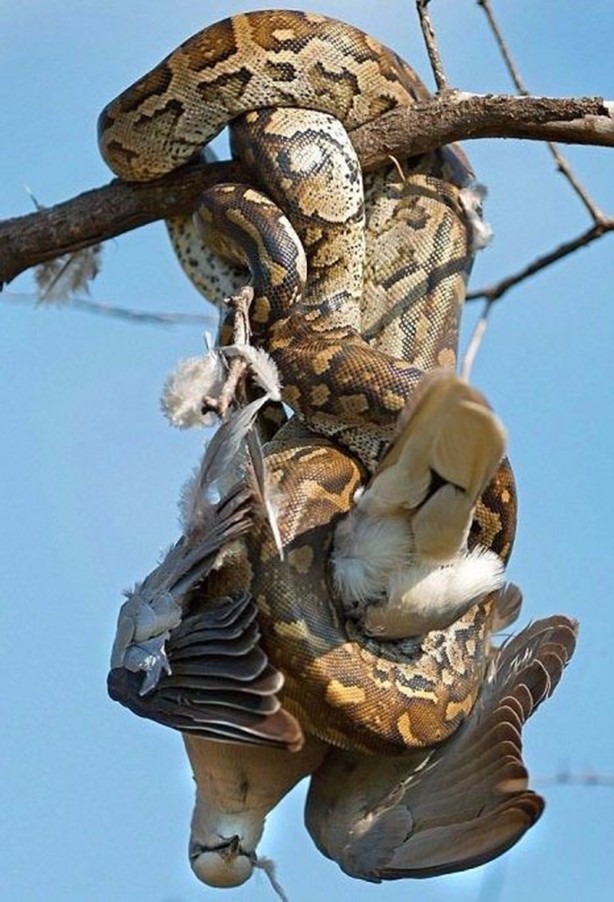 Foto - Leyleğin inanılmaz cesareti