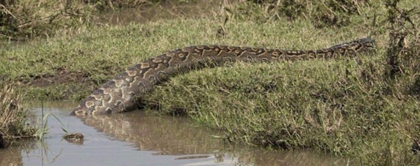 Foto - Leyleğin inanılmaz cesareti