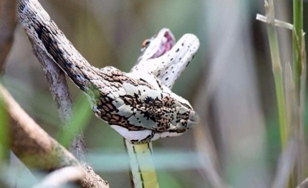 Foto - Leyleğin inanılmaz cesareti