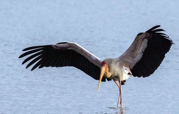 Foto - Leyleğin inanılmaz cesareti