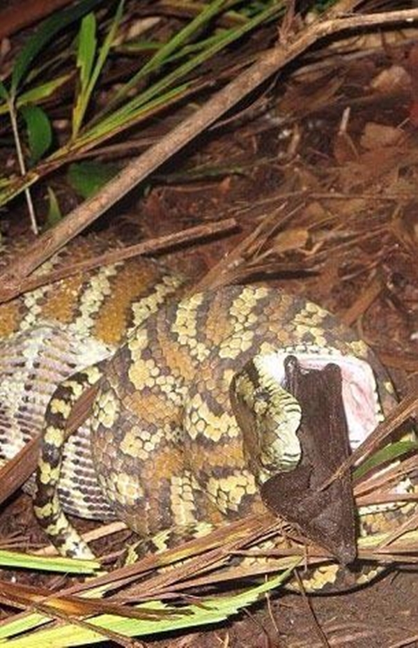 Foto - Leyleğin inanılmaz cesareti