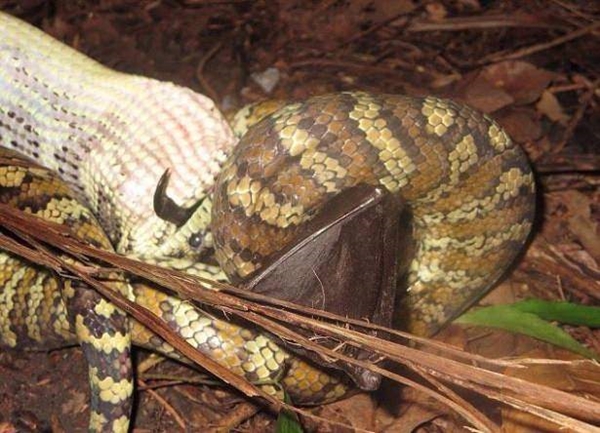 Foto - Leyleğin inanılmaz cesareti