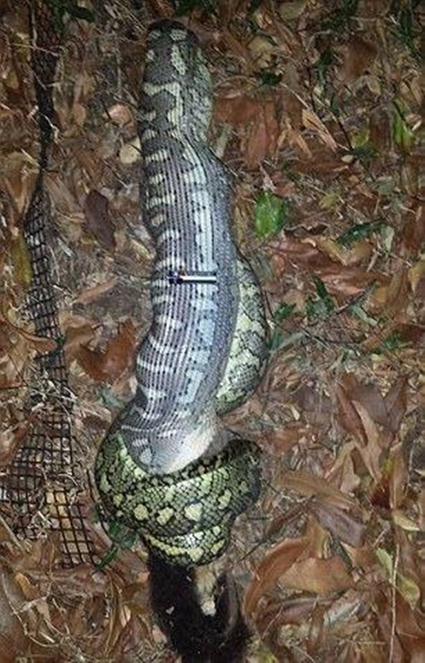 Foto - Leyleğin inanılmaz cesareti