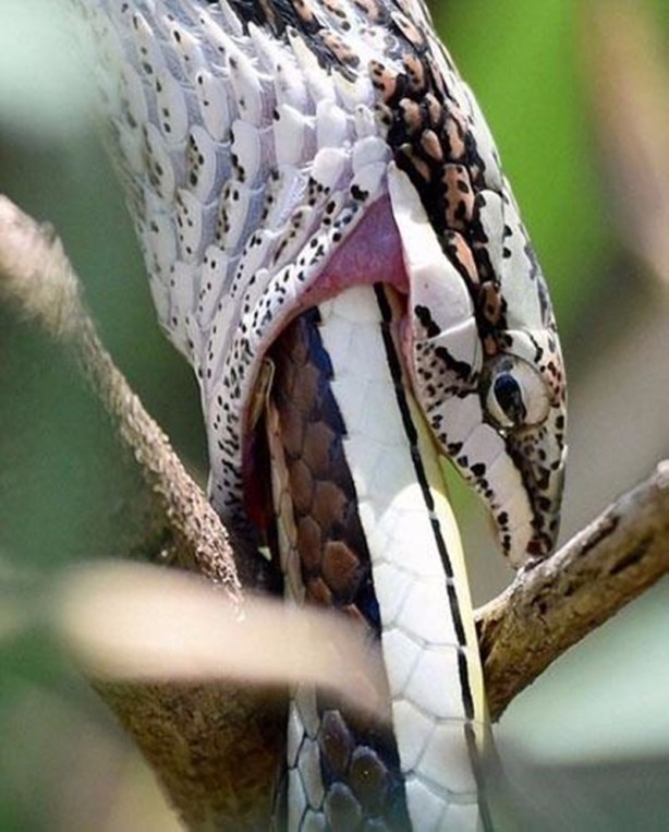 Foto - Leyleğin inanılmaz cesareti