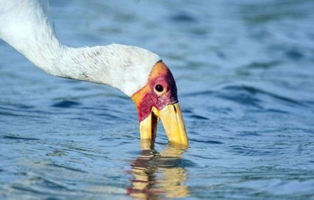 Foto - Leyleğin inanılmaz cesareti