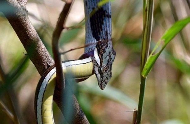 Foto - Leyleğin inanılmaz cesareti