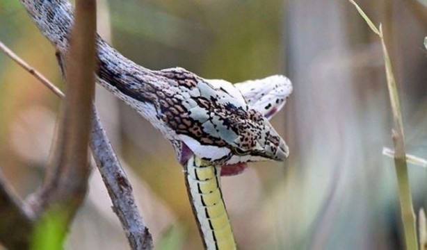 Foto - Leyleğin inanılmaz cesareti