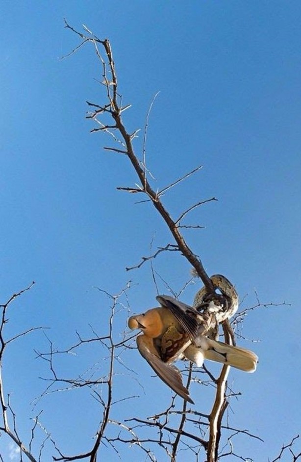 Foto - Leyleğin inanılmaz cesareti