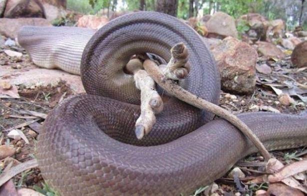 Foto - Leyleğin inanılmaz cesareti