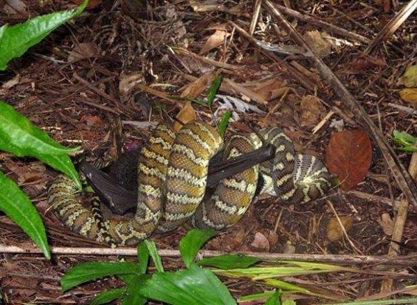 Foto - Leyleğin inanılmaz cesareti