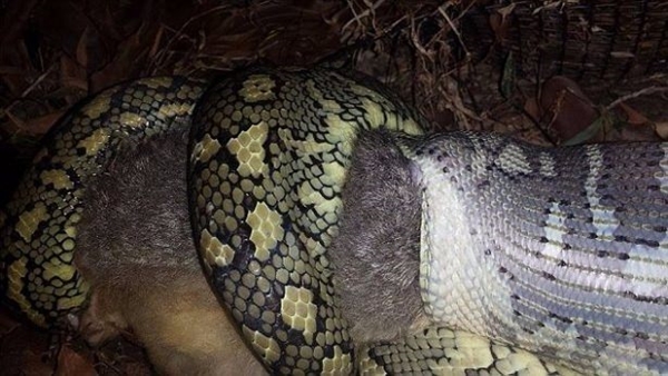 Foto - Leyleğin inanılmaz cesareti