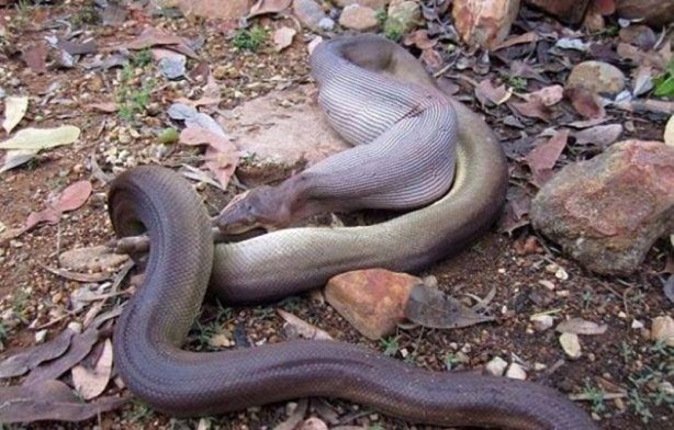 Foto - Leyleğin inanılmaz cesareti