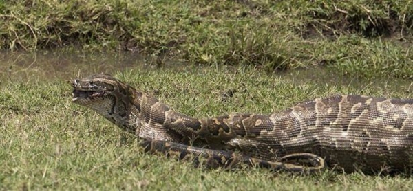 Foto - Leyleğin inanılmaz cesareti