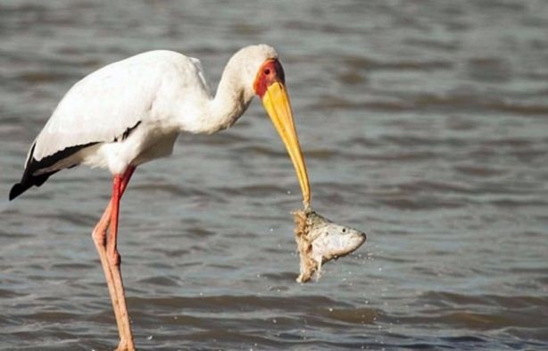 Foto - Leyleğin inanılmaz cesareti