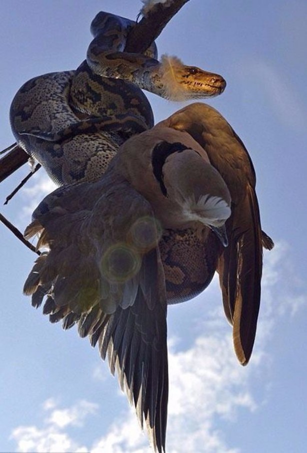 Foto - Leyleğin inanılmaz cesareti