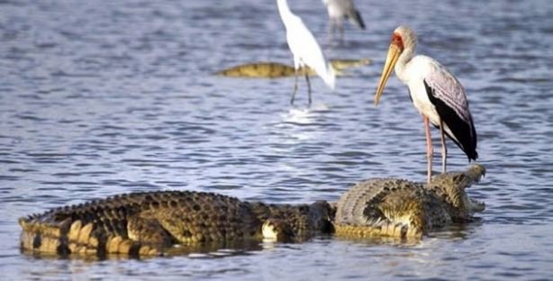 Leyleğin inanılmaz cesareti