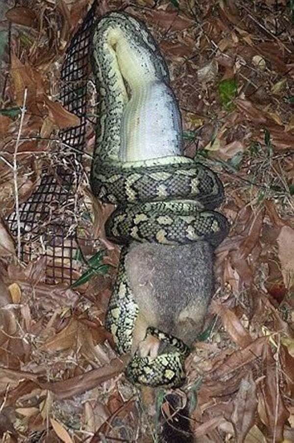 Foto - Leyleğin inanılmaz cesareti