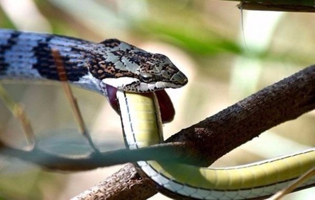 Foto - Leyleğin inanılmaz cesareti