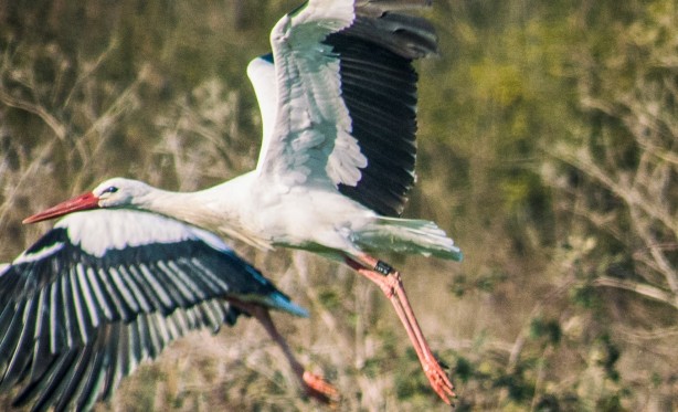 Foto - Leyleğin üstüne verici taktılar! Dünyada gezdiği yerleri böyle görüntülediler