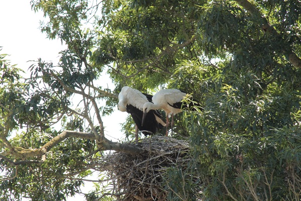 Foto - Leylek ailesi böyle görüntülendi
