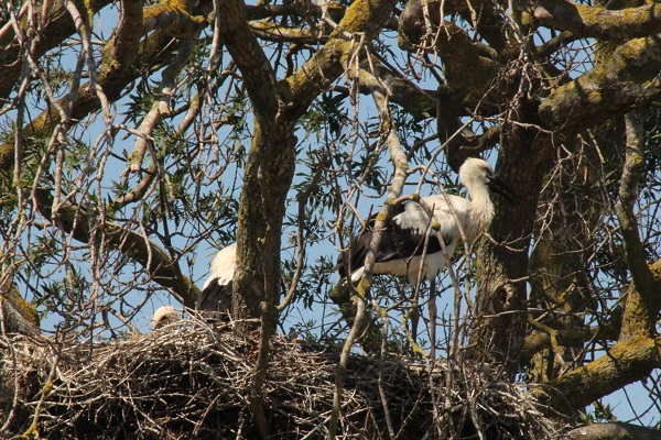 Foto - Leylek ailesi böyle görüntülendi