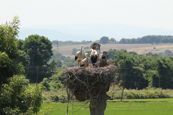 Foto - Leylek ailesi böyle görüntülendi
