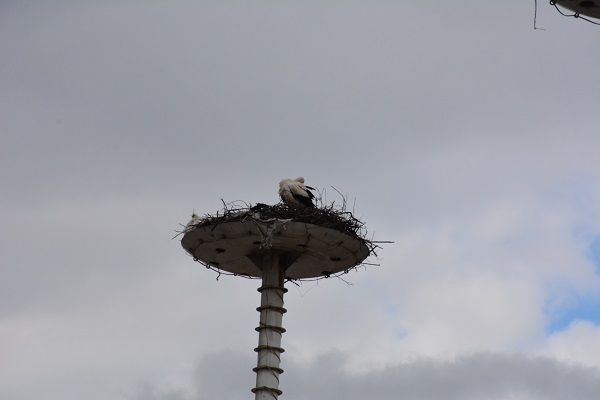 Foto - "Leylek Apartmanı" sakinleri erken döndü