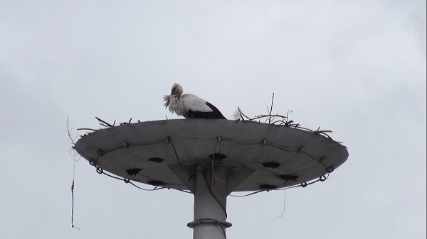 Foto - "Leylek Apartmanı" sakinleri erken döndü