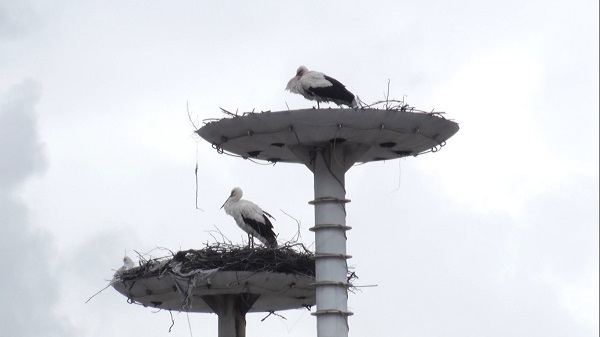 Foto - "Leylek Apartmanı" sakinleri erken döndü