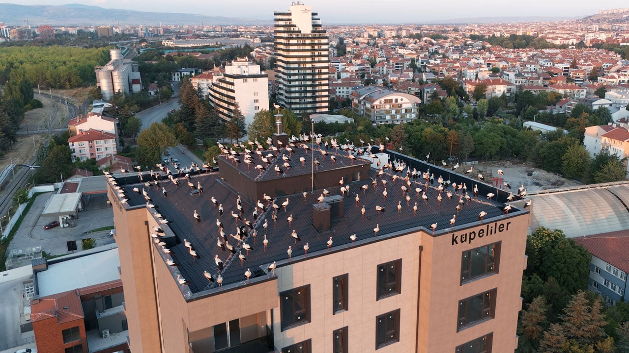 Leylek sürüsü kameraya yakalandı! Göç yolculuğunda Eskişehir’e mola verdiler