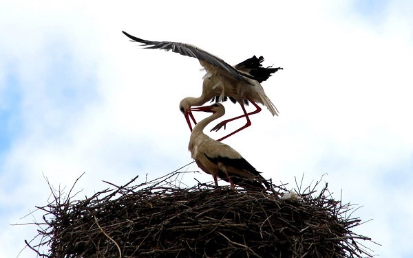 Leylek yuvaları bakın neden taşındı