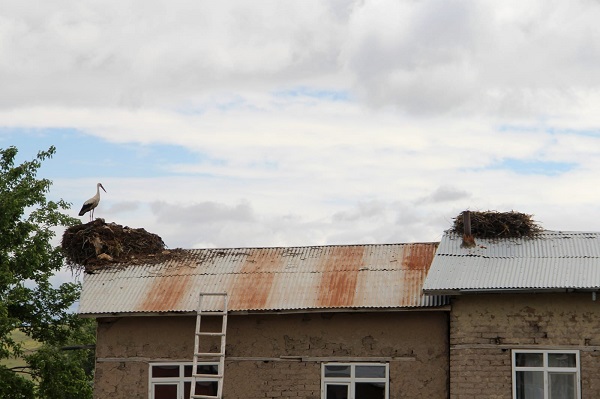 Foto - Leylek yuvaları bakın neden taşındı