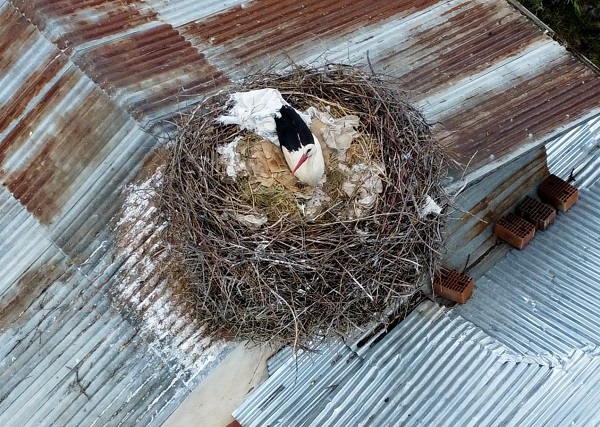 Foto - Leylek yuvaları bakın neden taşındı