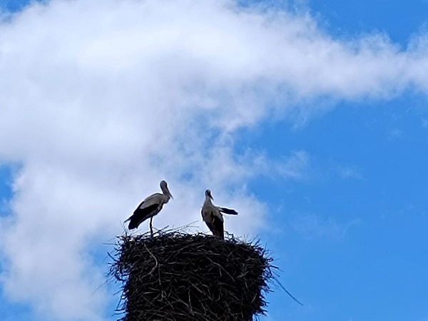 Foto - Leylek yuvaları bakın neden taşındı