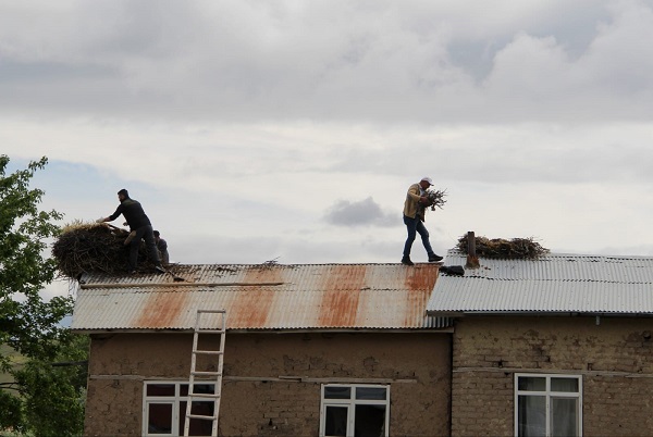Foto - Leylek yuvaları bakın neden taşındı