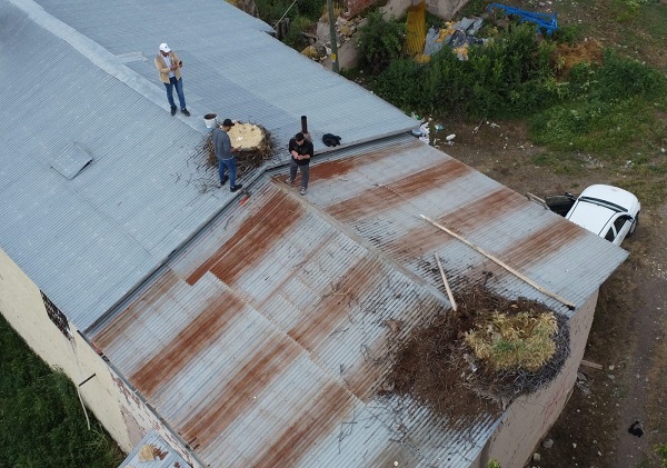 Foto - Leylek yuvaları bakın neden taşındı