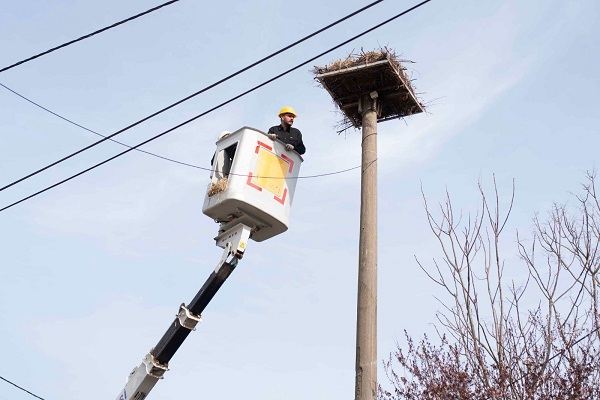 Foto - Leylek yuvaları tek tek temizlendi