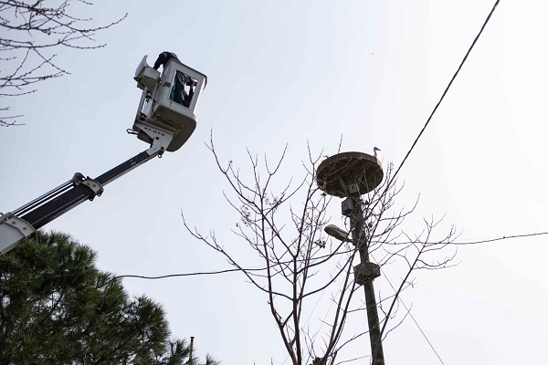 Foto - Leylek yuvaları tek tek temizlendi