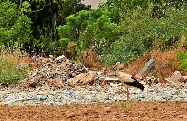 Foto - Leylekler 10 yıldır buradan vazgeçmiyor! İşte leylek ailesinin ilginç yuvası