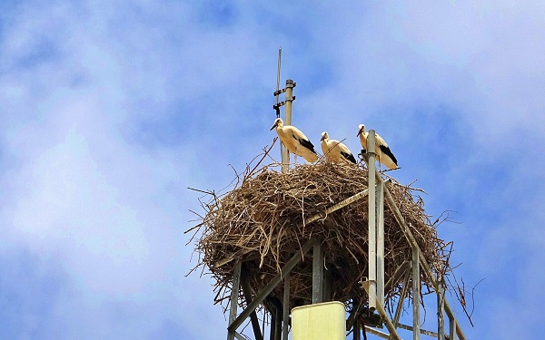 Foto - Leylekler 10 yıldır buradan vazgeçmiyor! İşte leylek ailesinin ilginç yuvası