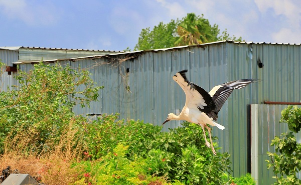 Foto - Leylekler 10 yıldır buradan vazgeçmiyor! İşte leylek ailesinin ilginç yuvası