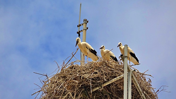 Leylekler 10 yıldır buradan vazgeçmiyor! İşte leylek ailesinin ilginç yuvası
