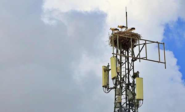 Foto - Leylekler 10 yıldır buradan vazgeçmiyor! İşte leylek ailesinin ilginç yuvası