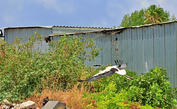 Foto - Leylekler 10 yıldır buradan vazgeçmiyor! İşte leylek ailesinin ilginç yuvası
