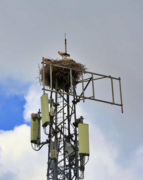 Foto - Leylekler 10 yıldır buradan vazgeçmiyor! İşte leylek ailesinin ilginç yuvası
