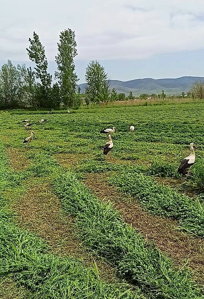 Foto - Leylekler çiftçiye böyle yardım etti